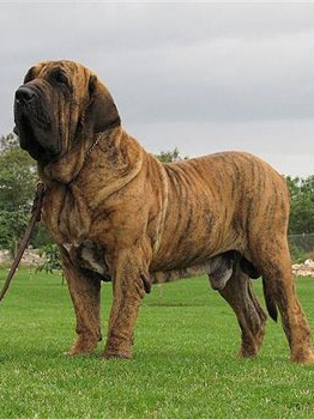 These dogs breeds are banned in india