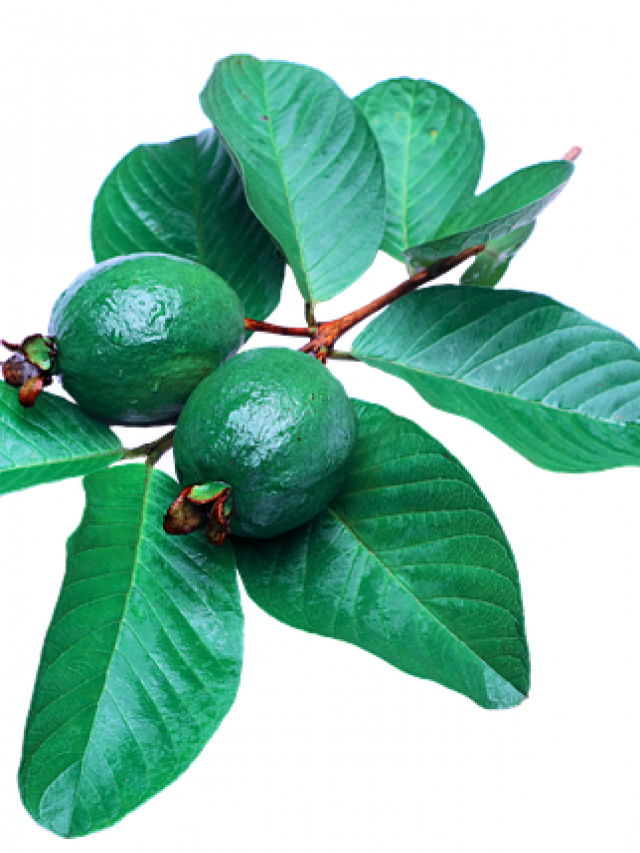Guava for Weight Loss: सर्दियों में बढ़ते वजन को कंट्रोल करता है अमरूद